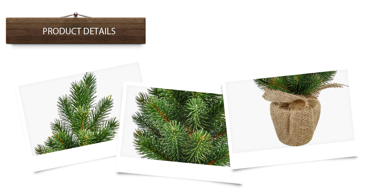 Рождественская елка