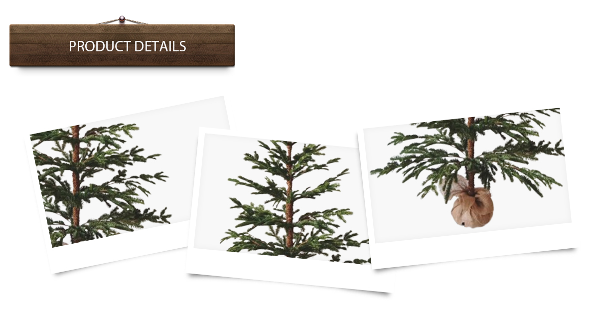 Рождественская елка Рождественская елка