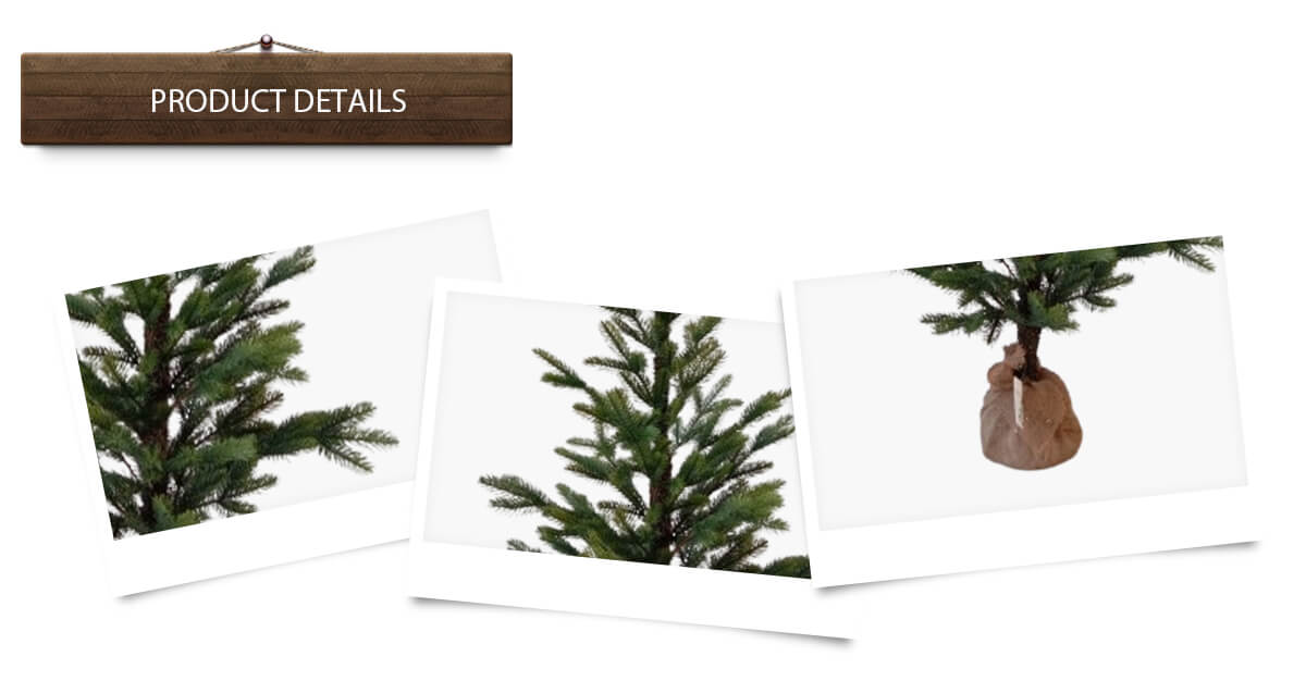 Árboles de Navidad altos