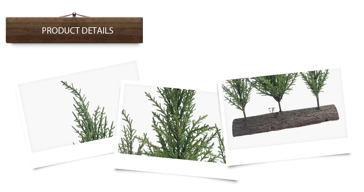 árbol de Navidad árbol de Navidad