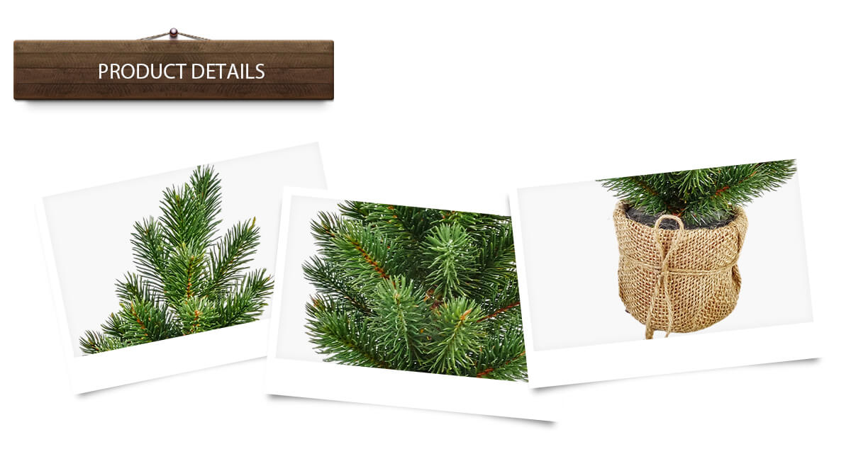 Arbre de Noël Arbre de Noël