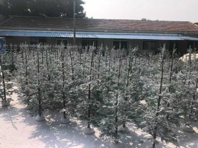 [Shandong Christmas Queen Arts & Crafts Co., Ltd.] Achève avec succès la production en série de sapins de Noël en 2025
