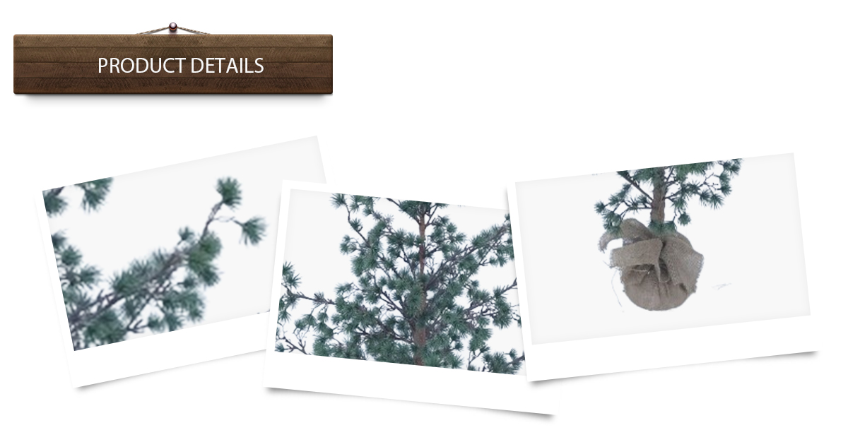 Arbre de Noël Arbre de Noël