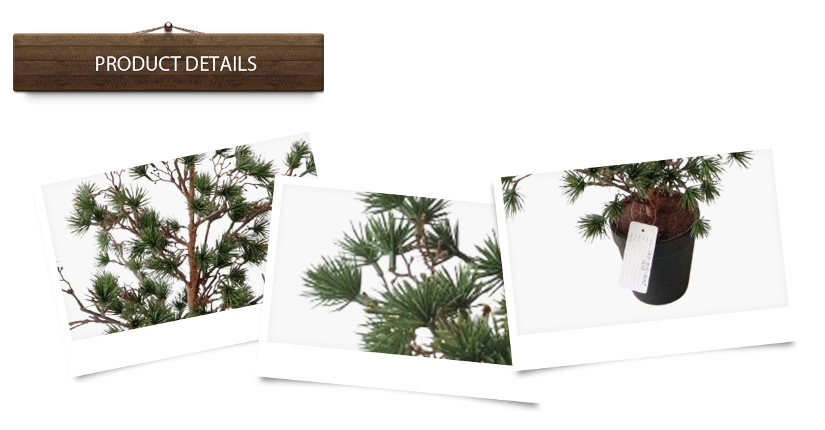 Árbol de Navidad Árbol de Navidad