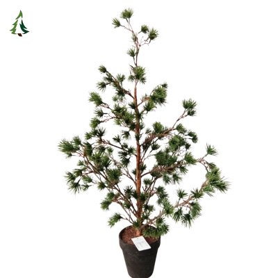 Рождественская елка