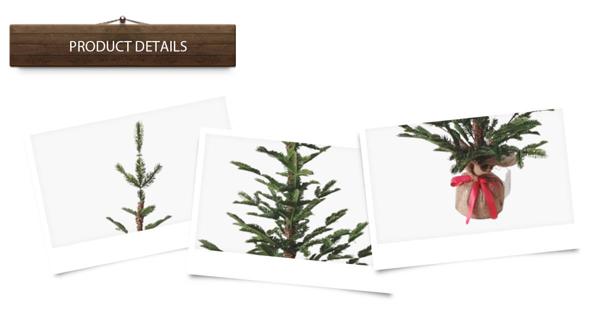 Sapin de Noël imitation PE