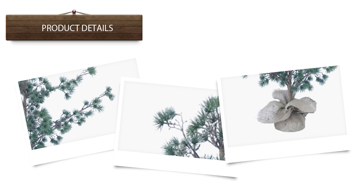 arbres de Noël arbres de Noël