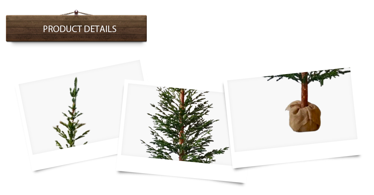 Рождественская елка Рождественская елка