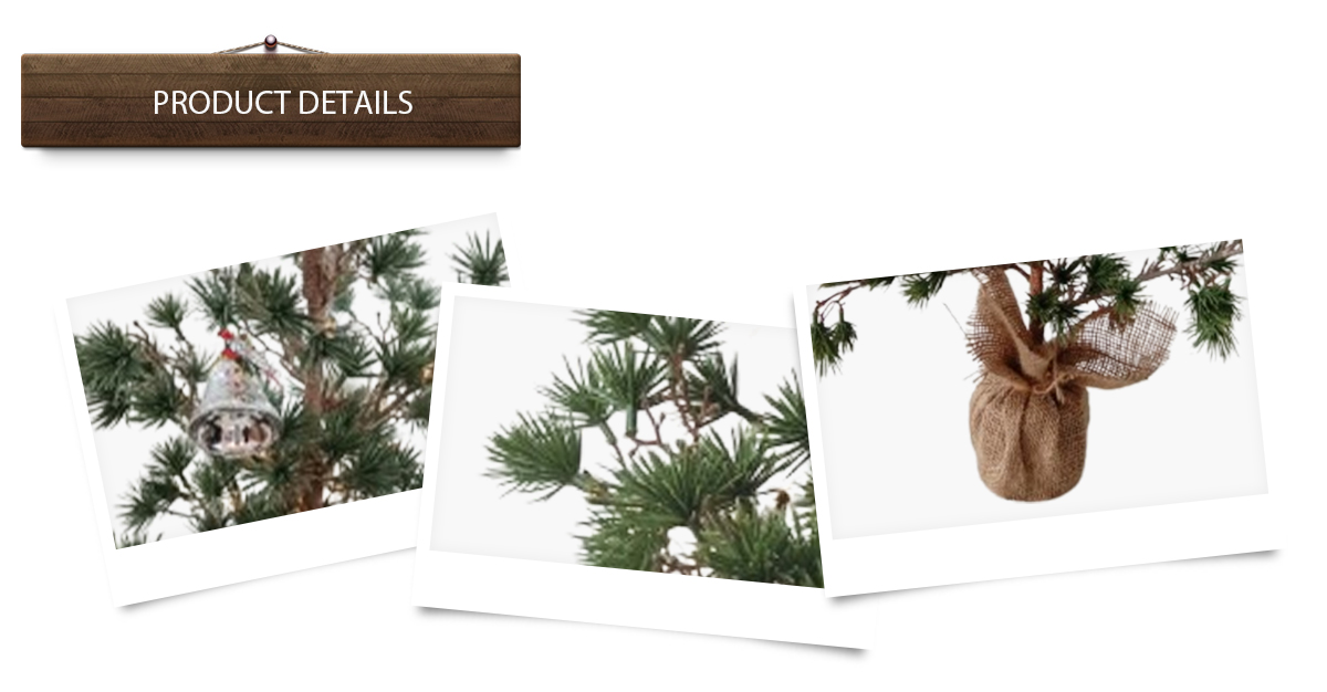 Рождественская елка Рождественская елка