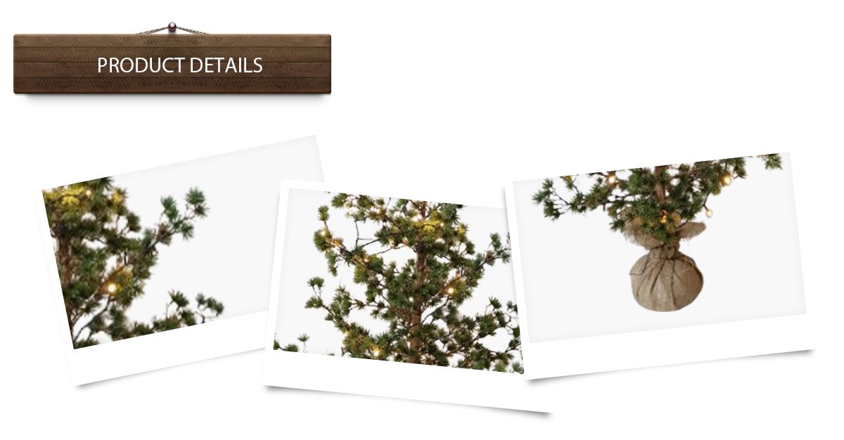 Arbre de Noël Arbre de Noël