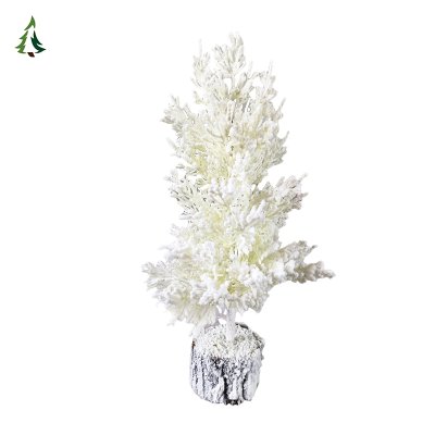 Маленькая живая елка