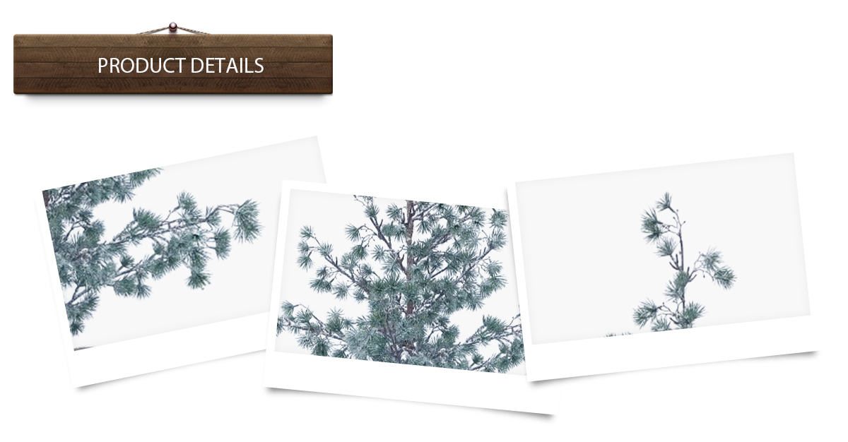 Рождественская елка Рождественская елка