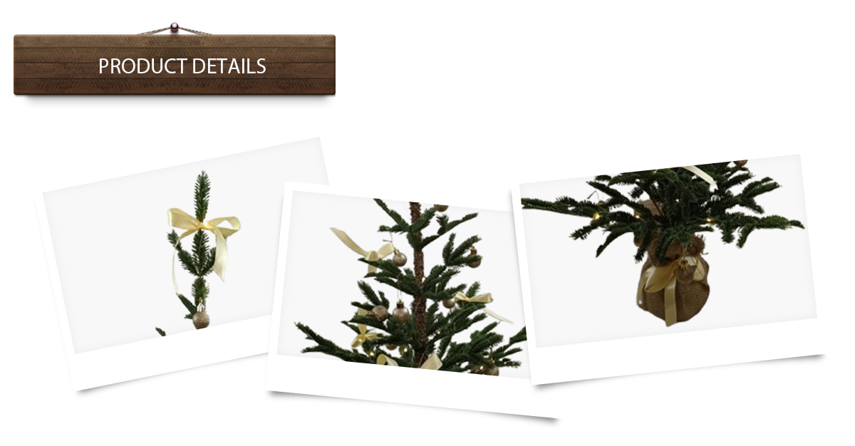 Рождественская елка Рождественская елка